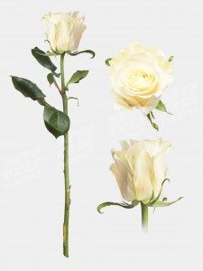 Роза мондиаль 50 см